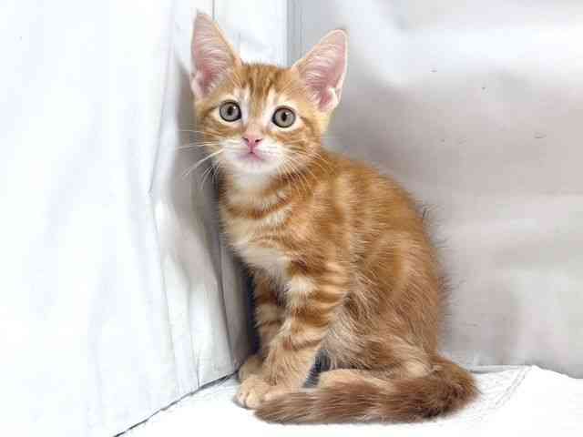 大阪府のアメリカンショートヘアー (ひごペットフレンドリー堺プラットプラット店/2025年10月5日生まれ/男の子/レッドタビー)の子猫の3枚目の画像
