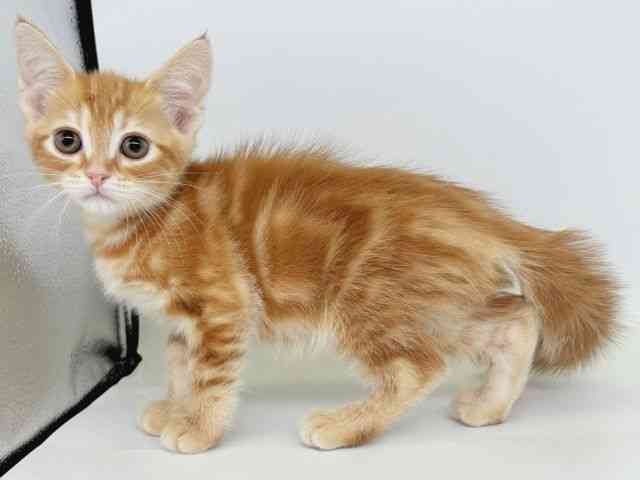 大阪府のアメリカンショートヘアー (ひごペットフレンドリー瓜破店/2025年10月5日生まれ/女の子/レッドタビー)の子猫の3枚目の画像