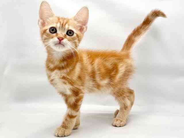 大阪府のアメリカンショートヘアー (ひごペットフレンドリー東淀川店/2025年10月4日生まれ/男の子/レッドタビー)の子猫の3枚目の画像