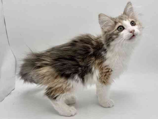 大阪府のノルウェージャンフォレストキャット (ひごペットフレンドリーみのおキューズモール店/2025年9月30日生まれ/女の子/ブルーパッチドタビーホワイト)の子猫の3枚目の画像