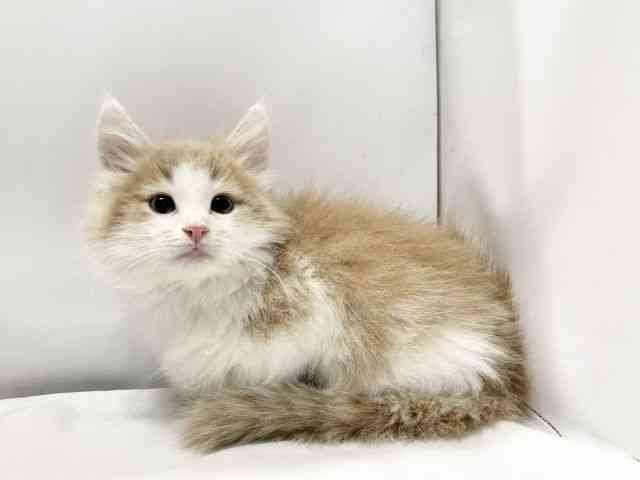 愛媛県のノルウェージャンフォレストキャット (ひごペットフレンドリーイオンモール今治新都市店/2025年9月30日生まれ/男の子/クリームタビーホワイト)の子猫の3枚目の画像