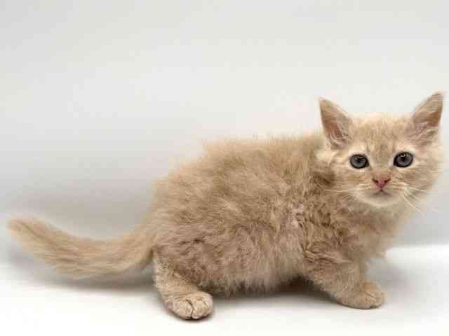 京都府のセルカークレックス (ひごペットフレンドリーイオンモール高の原店/2025年10月6日生まれ/男の子/クリーム)の子猫の3枚目の画像