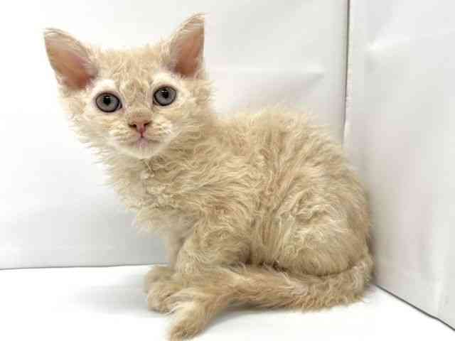 大阪府のセルカークレックス (ひごペットフレンドリーイオンタウン茨木太田店/2025年10月6日生まれ/女の子/クリーム)の子猫の3枚目の画像