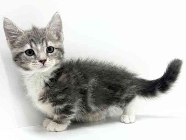 大阪府のマンチカン (ひごペットフレンドリーくずはモール店/2025年10月1日生まれ/男の子/ブルータビーホワイト)の子猫の3枚目の画像