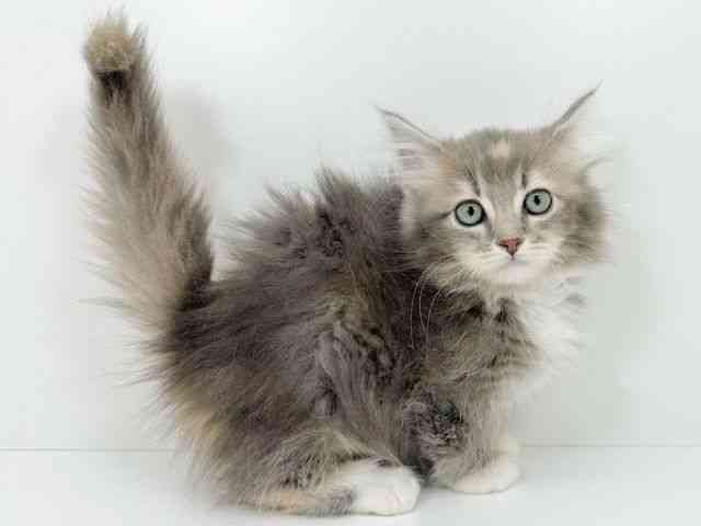 京都府のマンチカン (ひごペットフレンドリーイズミヤショッピングセンター八幡店/2025年10月1日生まれ/女の子/ブルーパッチドタビーホワイト)の子猫の3枚目の画像