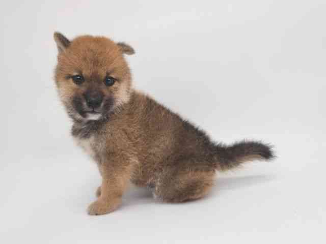 大阪府の柴犬(標準サイズ) (ひごペットフレンドリー泉ヶ丘店/2025年10月6日生まれ/男の子/赤)の子犬の3枚目の画像