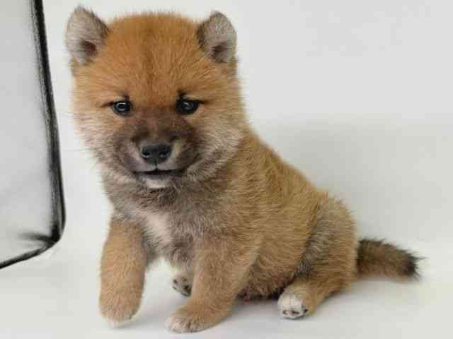 大阪府の柴犬(標準サイズ) (ひごペットフレンドリー瓜破店/2025年10月6日生まれ/男の子/赤)の子犬の3枚目の画像