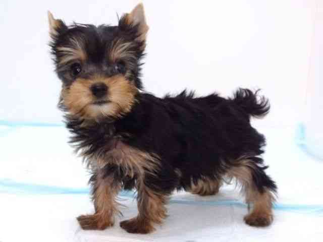 大阪府のヨークシャーテリア (ひごペットフレンドリーいこらもーる泉佐野店/2025年10月6日生まれ/女の子/スチールブルータン)の子犬の3枚目の画像