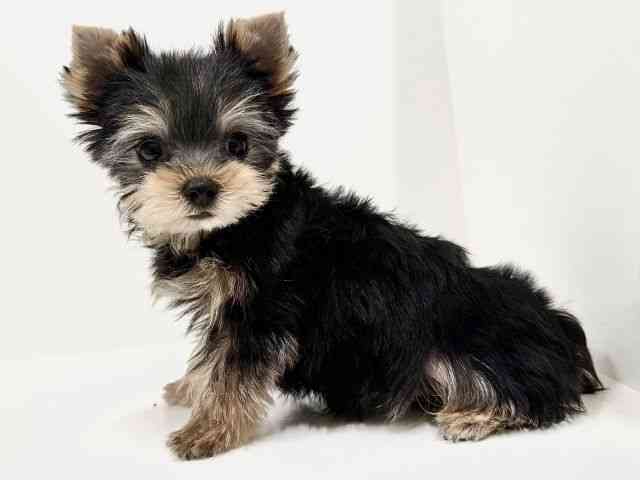 奈良県のヨークシャーテリア (ひごペットフレンドリーイオンモール橿原ウエスト・ビレッジ店/2025年10月6日生まれ/男の子/スチールブルータン)の子犬の3枚目の画像