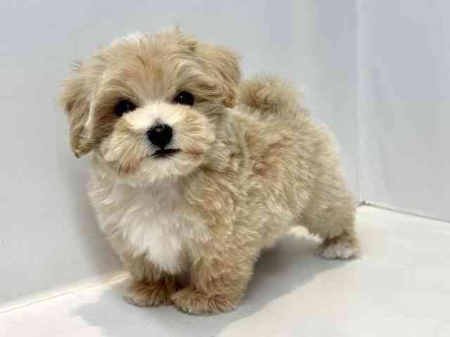 大阪府のマルプー(マルチーズ×プードル) (ひごペットフレンドリーセブンパーク天美店/2025年10月5日生まれ/男の子/クリーム)の子犬の3枚目の画像