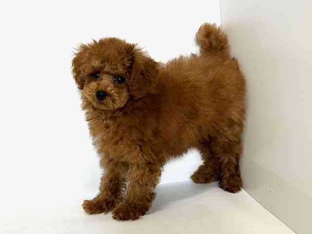 大阪府のトイプードル(トイ) (ひごペットフレンドリーアクロスプラザ住之江店/2025年10月4日生まれ/男の子/レッド)の子犬の3枚目の画像