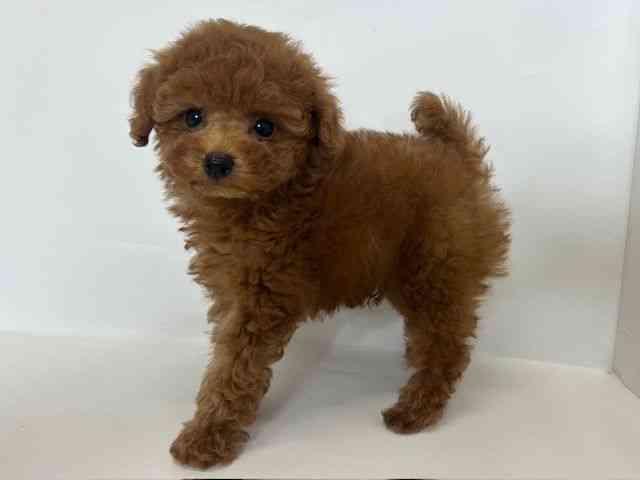 大阪府のトイプードル(トイ) (ひごペットフレンドリーアクロスプラザ住之江店/2025年10月4日生まれ/男の子/レッド)の子犬の3枚目の画像