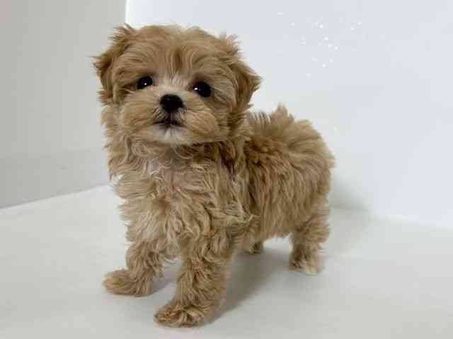 大阪府のマルプー(マルチーズ×プードル) (ひごペットフレンドリーアクロスプラザ住之江店/2025年10月5日生まれ/男の子/クリーム)の子犬の3枚目の画像