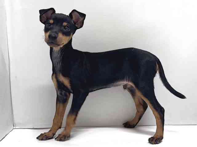 奈良県のトイマンチェスターテリア (ひごペットフレンドリー奈良パワーシティ店/2025年9月27日生まれ/男の子/ブラックタン)の子犬の3枚目の画像