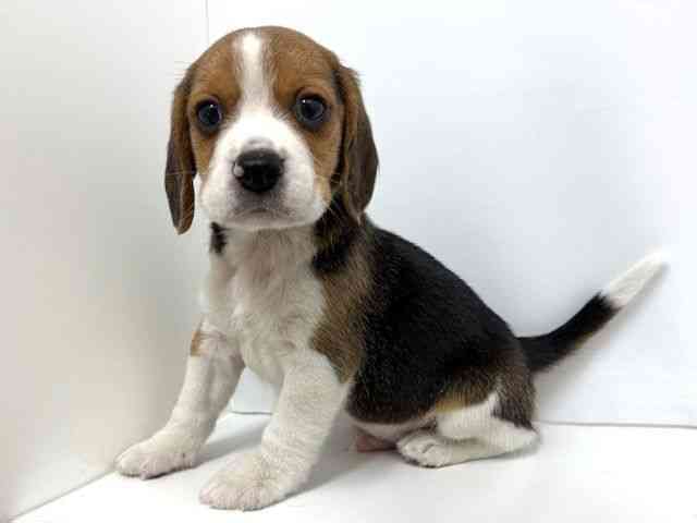 大阪府のビーグル (ひごペットフレンドリーベルファⅡ都島店/2025年10月4日生まれ/男の子/ブラックタンホワイト)の子犬の3枚目の画像