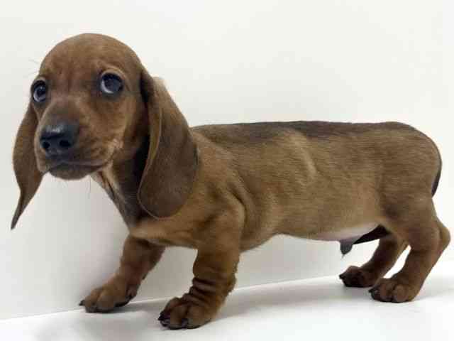 大阪府のミニチュアダックスフンド(スムース) (ひごペットフレンドリーくずはモール店/2025年10月2日生まれ/男の子/レッド)の子犬の3枚目の画像