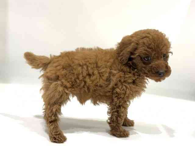 愛知県のトイプードル(トイ) (ひごペットフレンドリーヴィアモール アピタ江南西店/2025年10月5日生まれ/男の子/レッド)の子犬の3枚目の画像