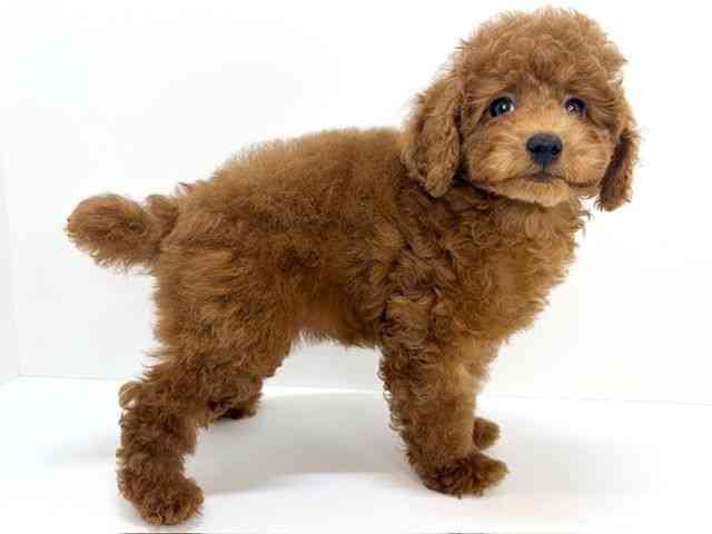 大阪府のトイプードル(トイ) (ひごペットフレンドリーいこらもーる泉佐野店/2025年10月6日生まれ/女の子/レッド)の子犬の3枚目の画像