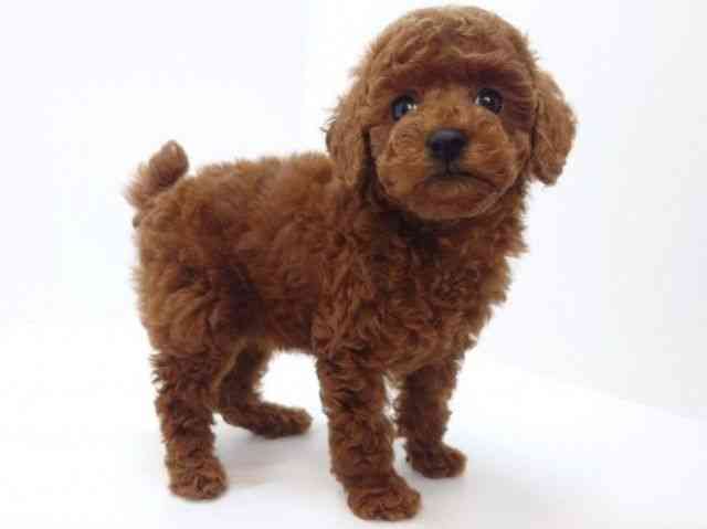 大阪府のトイプードル(トイ) (ひごペットフレンドリーいこらもーる泉佐野店/2025年10月6日生まれ/女の子/レッド)の子犬の3枚目の画像