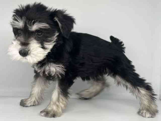 徳島県のミニチュアシュナウザー (ひごペットフレンドリーゆめタウン徳島店/2025年10月6日生まれ/女の子/ブラックシルバー)の子犬の3枚目の画像