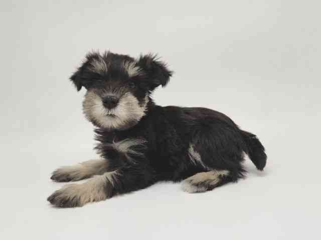 大阪府のミニチュアシュナウザー (ひごペットフレンドリー泉ヶ丘店/2025年10月5日生まれ/女の子/ブラックシルバー)の子犬の3枚目の画像