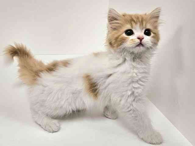 愛知県のスコティッシュフォールド (ひごペットフレンドリーイトーヨーカドー知多店/2025年9月30日生まれ/男の子/レッドタビーホワイト)の子猫の3枚目の画像