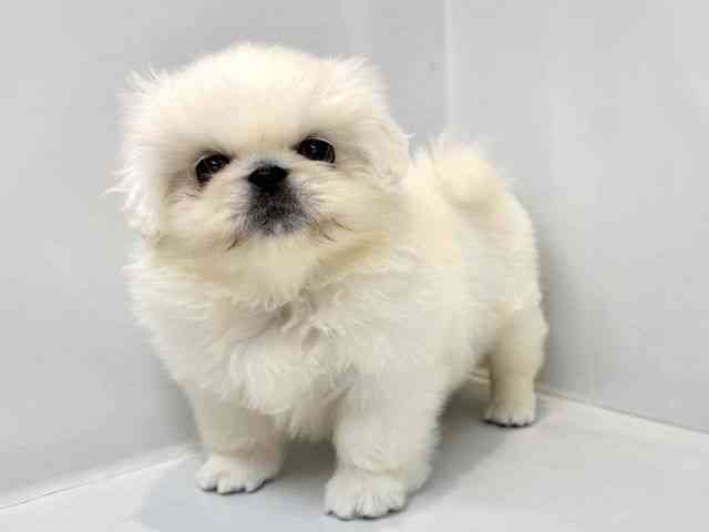 大阪府のペキニーズ (ひごペットフレンドリーセブンパーク天美店/2025年10月6日生まれ/男の子/ホワイト)の子犬の3枚目の画像