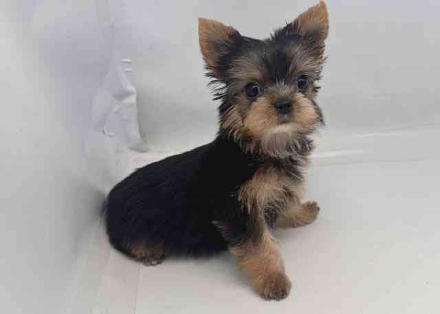 鳥取県のヨークシャーテリア (ひごペットフレンドリーイオンモール鳥取北店/2025年10月7日生まれ/女の子/スチールブルータン)の子犬の3枚目の画像