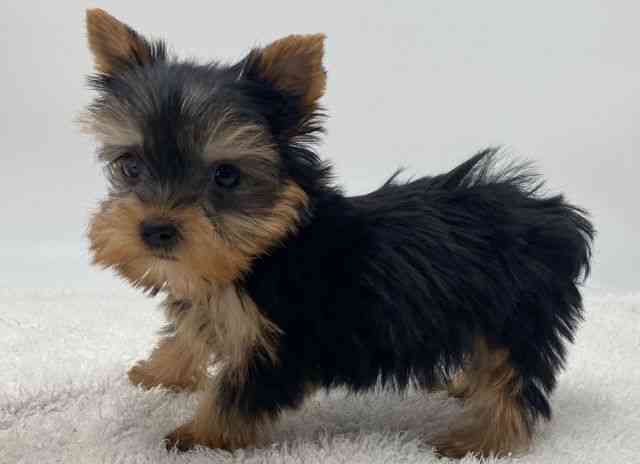 島根県のヨークシャーテリア (ひごペットフレンドリーイオンモール出雲店/2025年10月7日生まれ/男の子/スチールブルータン)の子犬の3枚目の画像