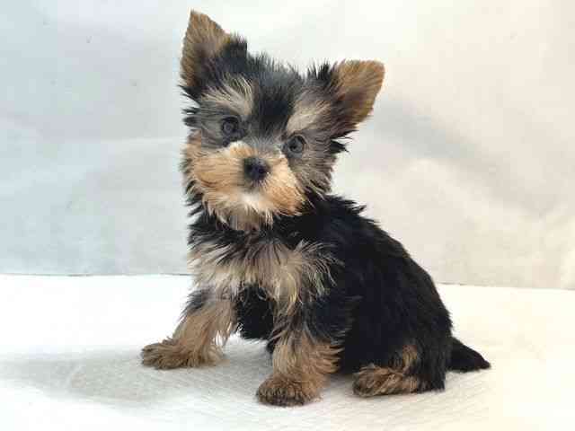 大阪府のヨークシャーテリア (ひごペットフレンドリー堺プラットプラット店/2025年10月7日生まれ/男の子/スチールブルータン)の子犬の3枚目の画像