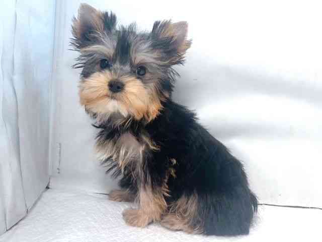 大阪府のヨークシャーテリア (ひごペットフレンドリー堺プラットプラット店/2025年10月7日生まれ/男の子/スチールブルータン)の子犬の3枚目の画像