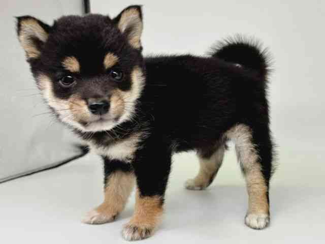 大阪府の柴犬(標準サイズ) (ひごペットフレンドリー瓜破店/2025年10月3日生まれ/女の子/黒)の子犬の3枚目の画像