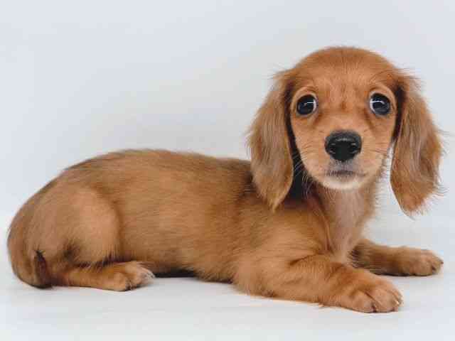 大阪府のミニチュアダックスフンド(ロング) (ひごペットフレンドリー瓜破店/2025年10月5日生まれ/女の子/レッド)の子犬の3枚目の画像