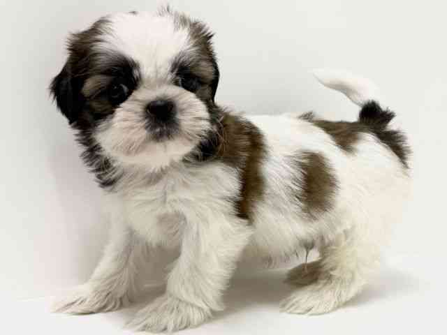 大阪府のシーズー (ひごペットフレンドリーくずはモール店/2025年10月7日生まれ/男の子/ゴールドホワイト)の子犬の3枚目の画像