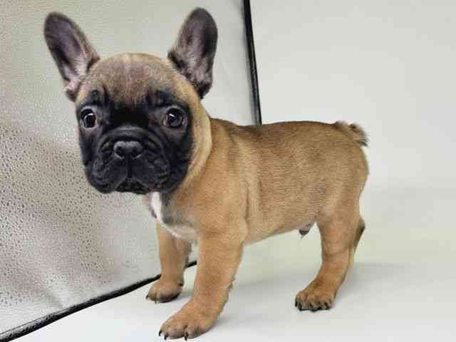 大阪府のフレンチブルドッグ (ひごペットフレンドリー瓜破店/2025年10月6日生まれ/男の子/フォーン)の子犬の3枚目の画像