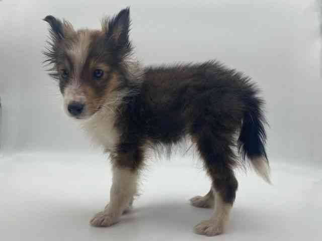 島根県のシェットランドシープドッグ (ひごペットフレンドリーイオンモール出雲店/2025年10月5日生まれ/男の子/セーブルホワイト)の子犬の3枚目の画像