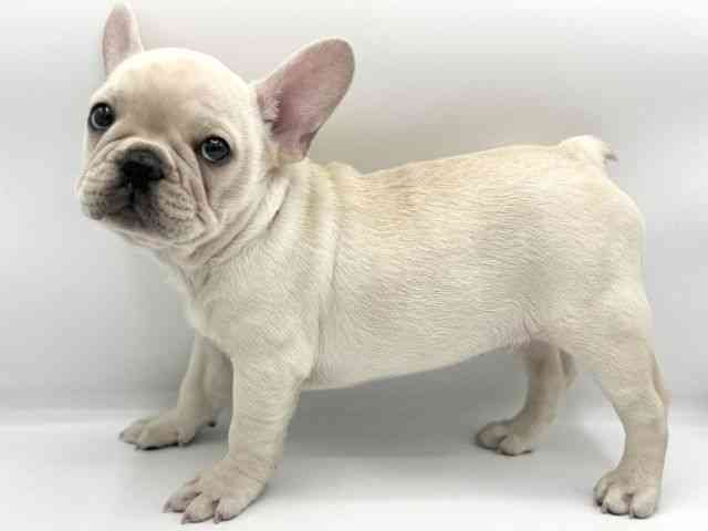 大阪府のフレンチブルドッグ (ひごペットフレンドリーららぽーとEXPOCITY店/2025年10月4日生まれ/男の子/クリーム)の子犬の3枚目の画像