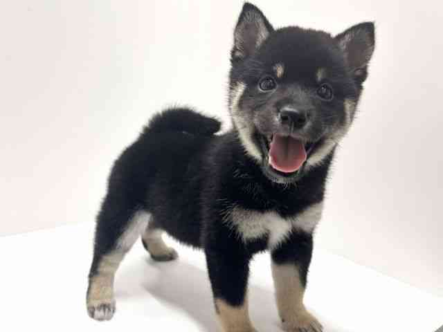 愛知県の柴犬(標準サイズ) (ひごペットフレンドリーららぽーと名古屋みなとアクルス店/2025年10月6日生まれ/男の子/黒)の子犬の3枚目の画像