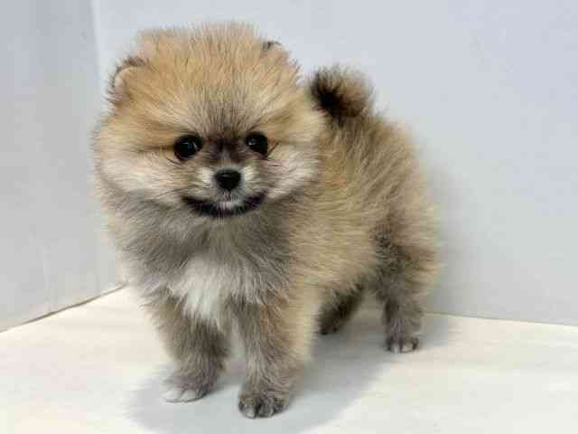 大阪府のポメラニアン (ひごペットフレンドリーセブンパーク天美店/2025年10月5日生まれ/女の子/オレンジセーブル)の子犬の3枚目の画像