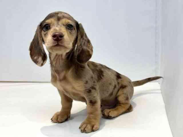 大阪府のミニチュアダックスフンド(スムース) (ひごペットフレンドリーセブンパーク天美店/2025年10月5日生まれ/男の子/チョコレートダップル)の子犬の3枚目の画像