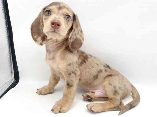 奈良県のミニチュアダックスフンド(スムース) (ひごペットフレンドリートナリエ大和高田店/2025年10月5日生まれ/男の子/チョコレートダップル)の子犬の3枚目の画像