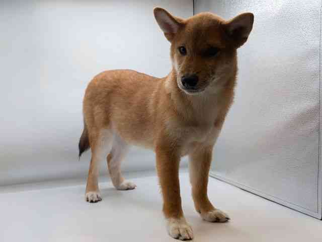 香川県の柴犬(標準サイズ) (ひごペットフレンドリーゆめタウン高松店/2025年10月4日生まれ/男の子/赤)の子犬の3枚目の画像