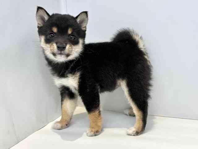 大阪府の柴犬(標準サイズ) (ひごペットフレンドリーセブンパーク天美店/2025年10月3日生まれ/女の子/黒)の子犬の3枚目の画像