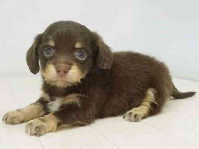 福岡県のチワックス(チワワ×ダックス) (ひごペットフレンドリーゆめタウン筑紫野店/2025年10月7日生まれ/男の子/チョコレートタン)の子犬の3枚目の画像