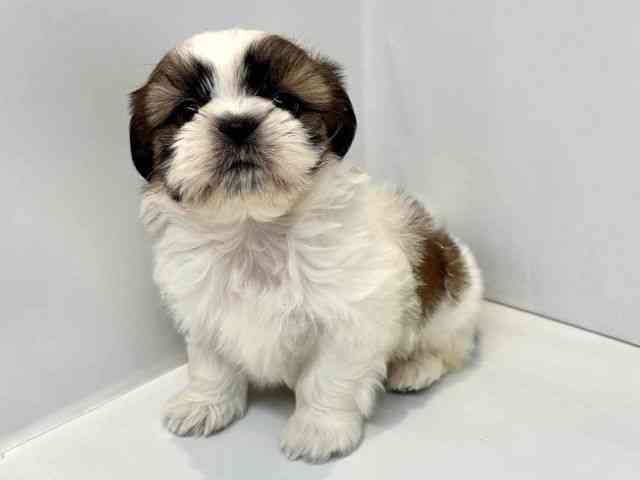 大阪府のシーズー (ひごペットフレンドリーセブンパーク天美店/2025年10月7日生まれ/男の子/ゴールドホワイト)の子犬の3枚目の画像