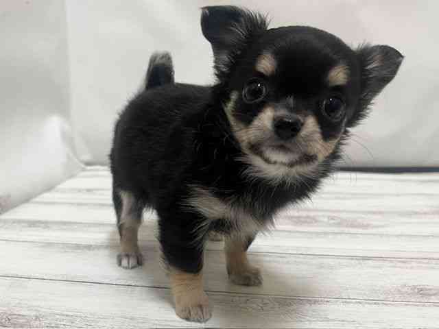 和歌山県のチワワ(ロング) (ひごペットフレンドリーパームシティ和歌山店/2025年10月7日生まれ/女の子/ブラッククリームホワイト)の子犬の3枚目の画像