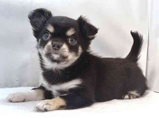 大阪府のチワワ(ロング) (ひごペットフレンドリー堺プラットプラット店/2025年10月7日生まれ/女の子/ブラッククリームホワイト)の子犬の3枚目の画像