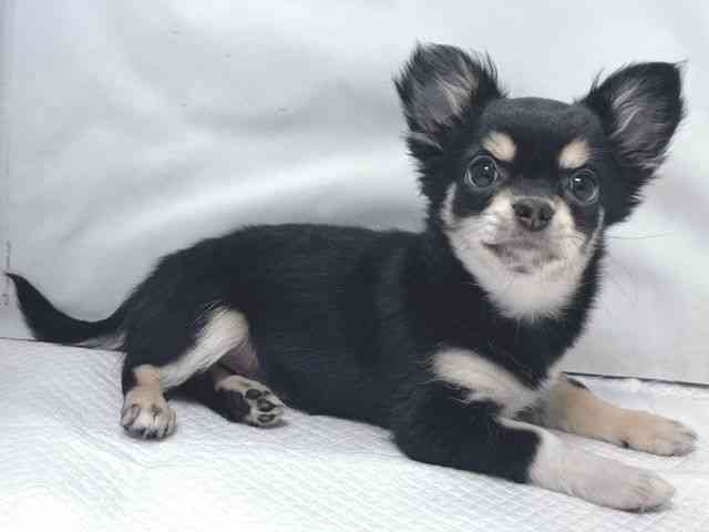 大阪府のチワワ(ロング) (ひごペットフレンドリー堺プラットプラット店/2025年10月7日生まれ/女の子/ブラッククリームホワイト)の子犬の3枚目の画像