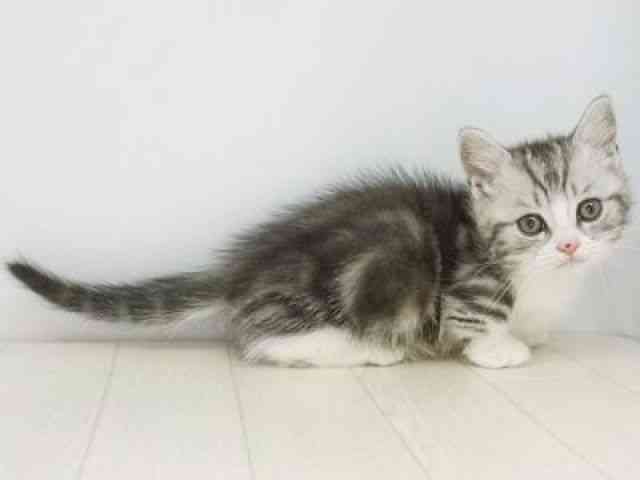 福岡県のマンチカン (ひごペットフレンドリーゆめタウン筑紫野店/2025年10月4日生まれ/男の子/シルバータビーホワイト)の子猫の3枚目の画像