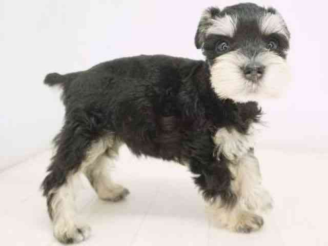 福岡県のミニチュアシュナウザー (ひごペットフレンドリーゆめタウン筑紫野店/2025年10月5日生まれ/女の子/ブラックシルバー)の子犬の3枚目の画像